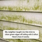 My neighbor taught me this trick to clean green algae off siding with 0 effort. Here’s how it works