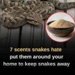 7 smells snakes hate and how to use them to keep these slithery visitors away from your home