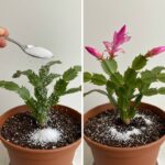 Fall Awakening: Breathing Life into House Flowers with a Little Secret