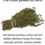 THE MOST POTENT HERB THAT DESTROYS PARASITES, URINARY TRACT & BLADDER INFECTIONS, HERPES, AND FLU VIRUSES