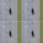 Warning! If you have found this insect in your home, it’s a sign that you need to…see more…