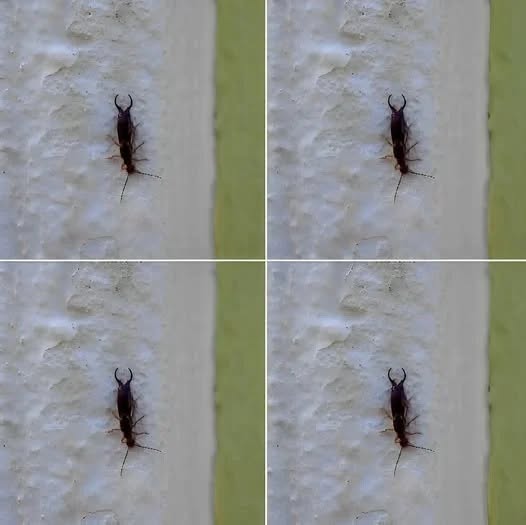 Warning! If you have found this insect in your home, it’s a sign that you need to…see more…