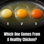 Which Egg Came From The Healthiest Chicken? Pick 1, 2, Or 3 Before Reading The Answer!