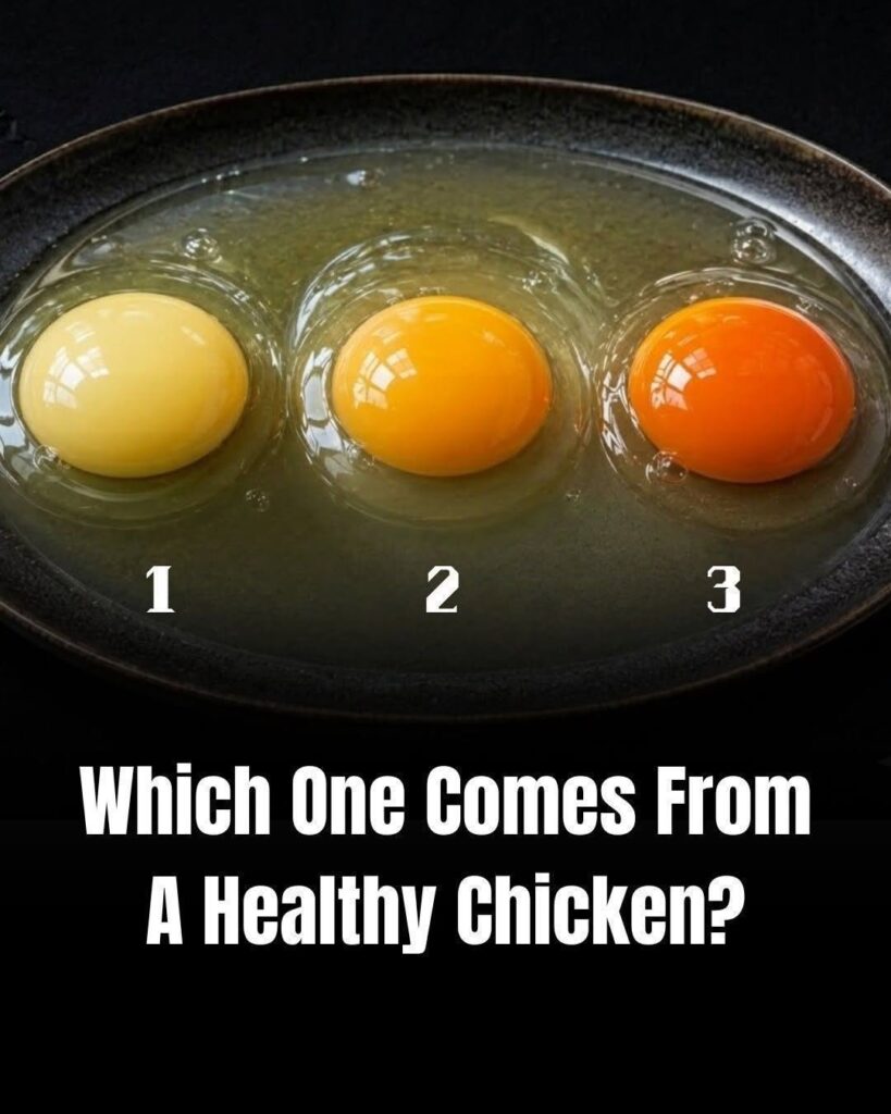 Which Egg Came From The Healthiest Chicken? Pick 1, 2, Or 3 Before Reading The Answer!