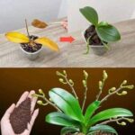 Just a teaspoon, suddenly the orchid miraculously blooms with lots of flowers