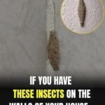 If you have these insects on the walls of your house, it is best to…