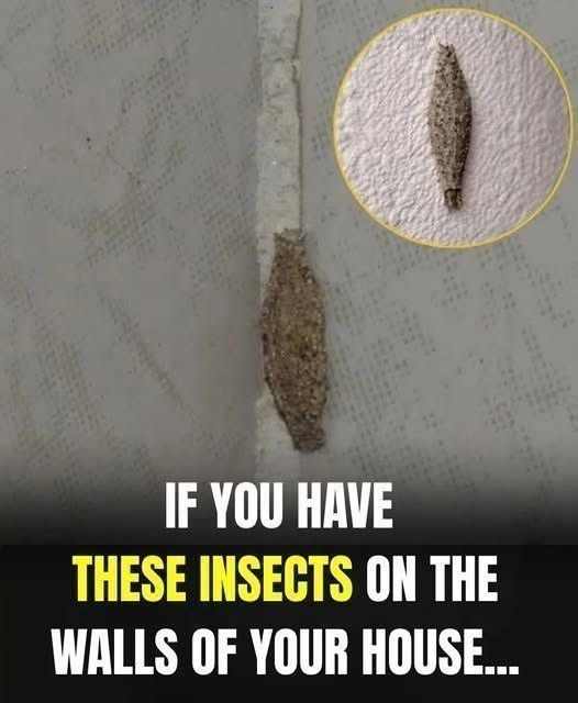 If you have these insects on the walls of your house, it is best to…