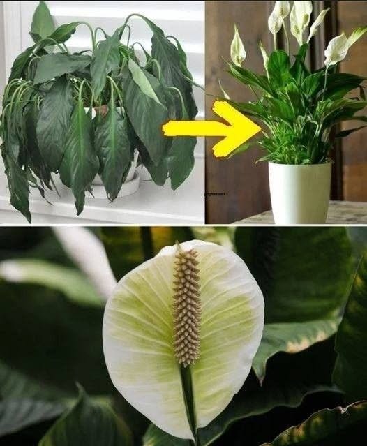1 tablespoon directly into the pot and my poor plant has bloomed beautifully again: here is the recipe that saved it!