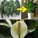 1 tablespoon directly into the pot and my poor plant has bloomed beautifully again: here is the recipe that saved it!