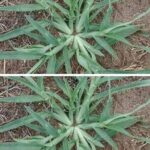 Never uproot this plant if it appears in your garden.
