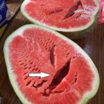 You cut open a watermelon and saw cracks? Stop eating it immediately! Here’s what it means!