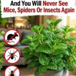 8 Plants that Help Repel Mice, Spiders & Other Insects