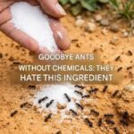 Ants can’t stand it! Use it to keep them away for good