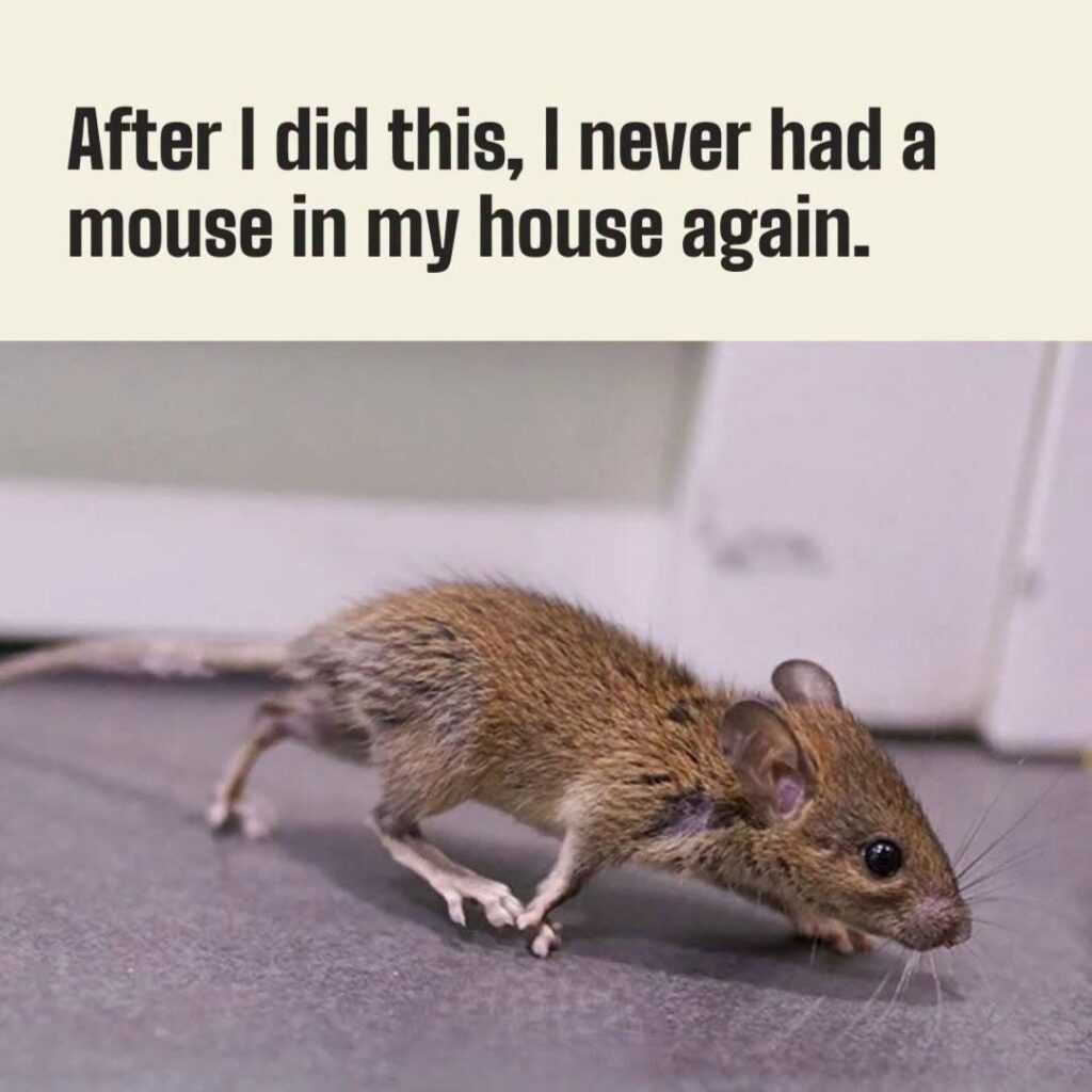 Try this to keep out mice.