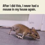 Try this to keep out mice.