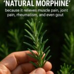 Discover the Power of Rosemary: “Natural Morphine” in Your Own Home