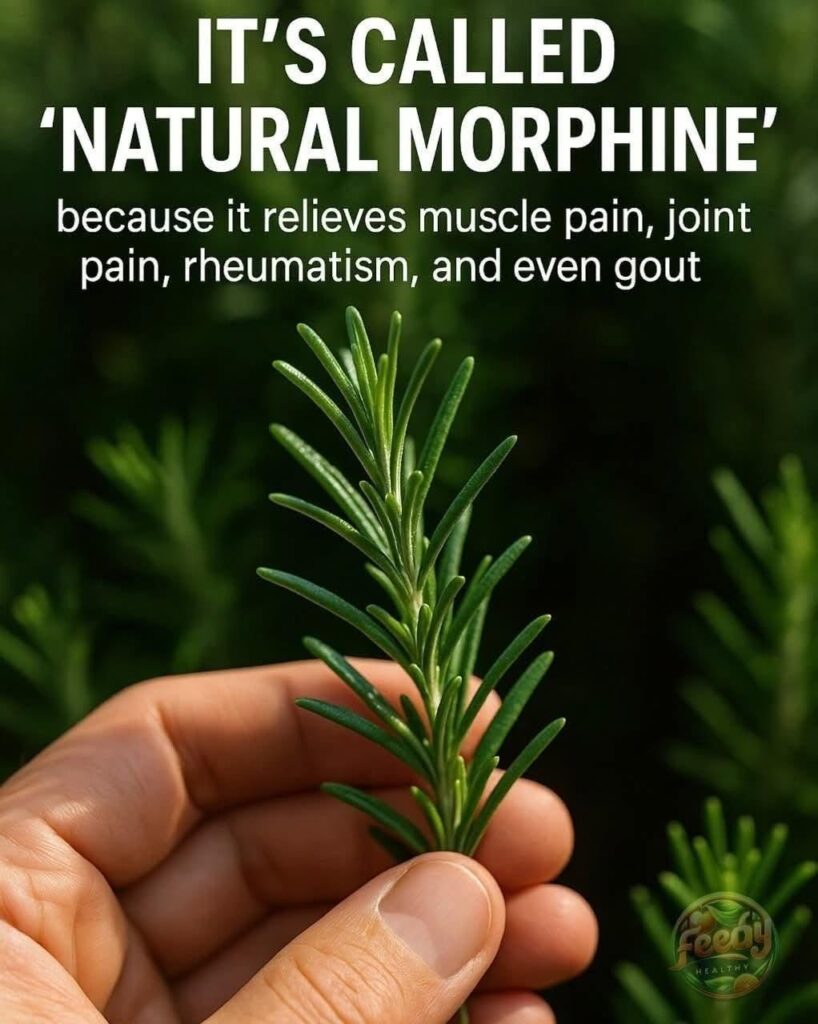 Discover the Power of Rosemary: “Natural Morphine” in Your Own Home