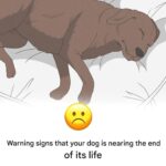 How to Recognize 11 Signs Your Dog Is Nearing the End of Life