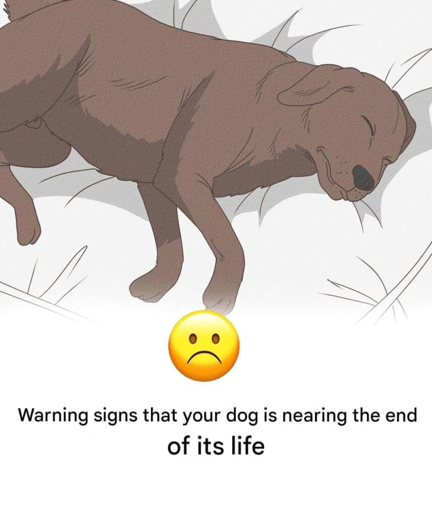 How to Recognize 11 Signs Your Dog Is Nearing the End of Life