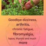 This is a true as it treats arthritis, lupus, dizziness, thyroid problems and chronic fatigue