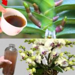 Very leafy orchid, if you water it with this it will be 10 times more beautiful