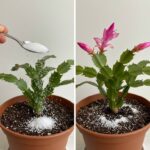 Fall Awakening: Breathing Life into House Flowers with a Little Secret