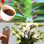 Very leafy orchid, if you water it with this it will be 10 times more beautiful
