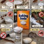 How to Use Baking Soda to Deal With Common Household Pests – Cockroaches, Fleas, Ants & More
