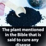 The plant mentioned in the holy books that is said to cure any disease