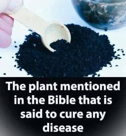The plant mentioned in the holy books that is said to cure any disease