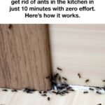 My aunt taught me this trick to get rid of ants in the kitchen in just 10 minutes with zero effort. Here’s how it works.