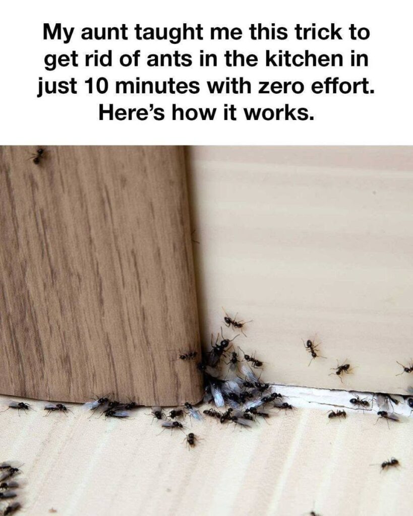 My aunt taught me this trick to get rid of ants in the kitchen in just 10 minutes with zero effort. Here’s how it works.