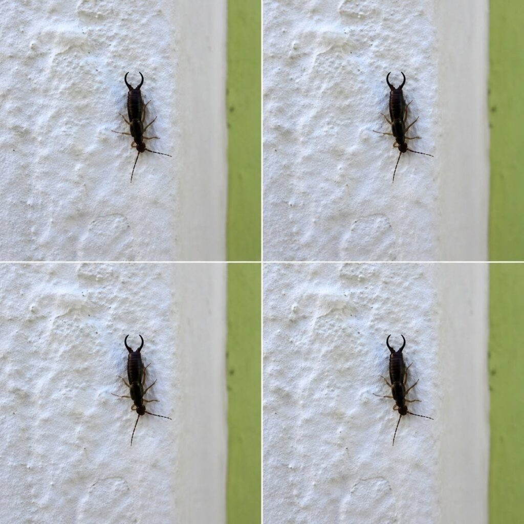 Warning! If you have found this insect in your home, it’s a sign that you need to…see more…