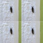 Warning! If you have found this insect in your home, it’s a sign that you need to…see more…