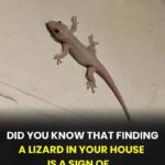 The Spiritual Meaning of a Lizard Entering Your Home Across Different Cultures