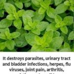 THE MOST POWERFUL PLANT