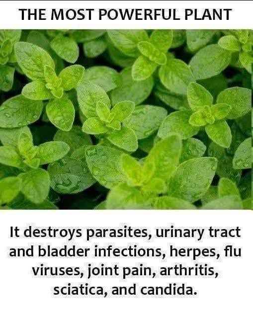 THE MOST POWERFUL PLANT