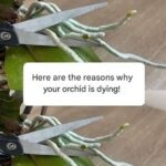 Here are the reasons why your orchid door!