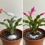 Fall Awakening: Breathing Life into House Flowers with a Little Secret